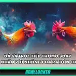 Đá gà trực tiếp Thomo 8Day – Mãn nhãn với những pha ra đòn chuẩn
