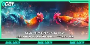 Đá gà trực tiếp Thomo 8Day – Mãn nhãn với những pha ra đòn chuẩn