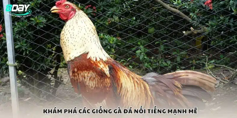 Khám phá các giống gà đá nổi tiếng mạnh mẽ