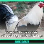 Cách huấn luyện gà đá - Bí quyết tạo chiến kê bất bại