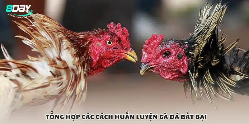 Tổng hợp các cách huấn luyện gà đá bất bại