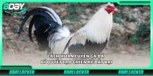 Cách huấn luyện gà đá - Bí quyết tạo chiến kê bất bại