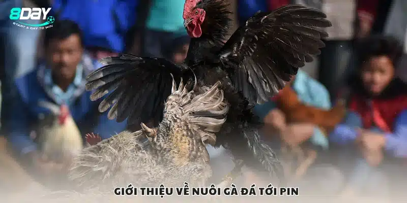 Tìm hiểu về nuôi gà đá tới pin