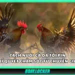 Cách nuôi gà đá tới pin – Bí quyết chăm sóc từ chuyên gia