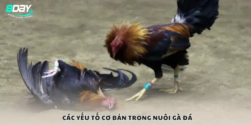 Một số yếu tố cơ bản trong nuôi gà đá