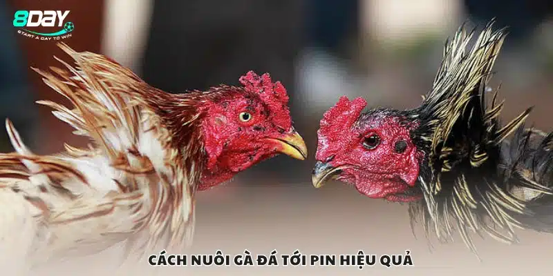 Cách nuôi gà đá tới pin hiệu quả cho anh em