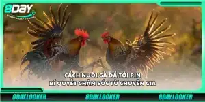 Cách nuôi gà đá tới pin – Bí quyết chăm sóc từ chuyên gia