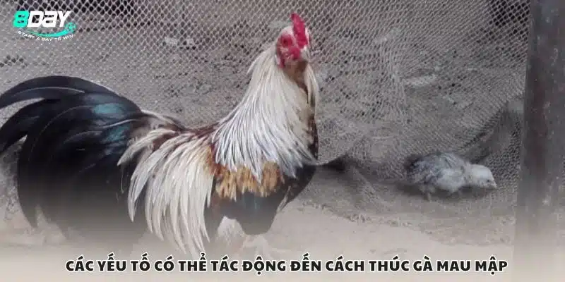 Các yếu tố có thể tác động đến cách thúc gà mau mập