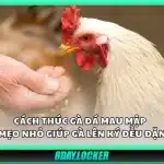 Cách thúc gà đá mau mập - Mẹo nhỏ giúp gà lên ký đều đặn