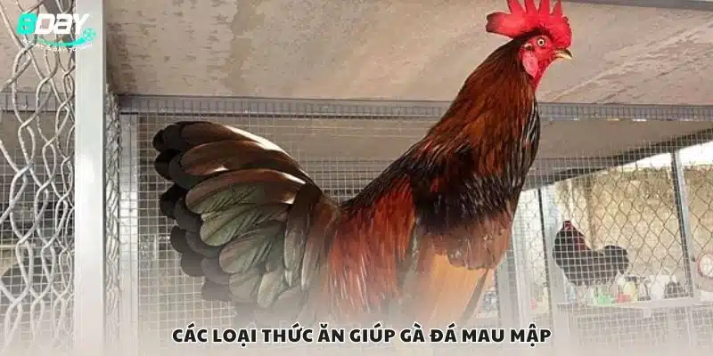 Các loại thức ăn giúp gà đá mau mập