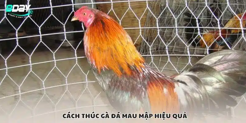 Cách thúc gà đá mau mập hiệu quả