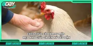 Cách thúc gà đá mau mập - Mẹo nhỏ giúp gà lên ký đều đặn