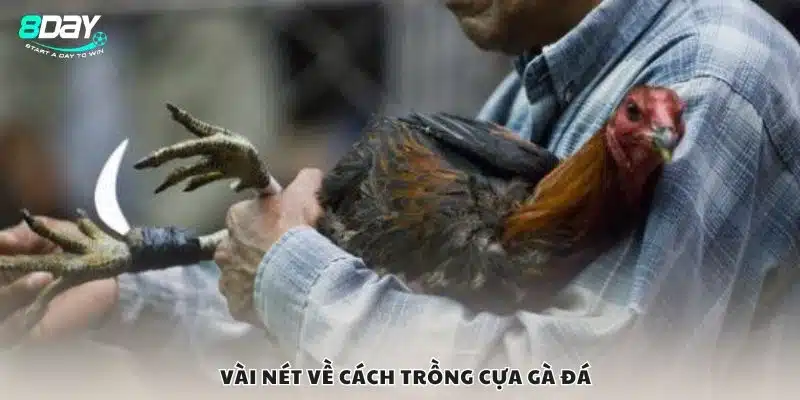 Vài nét về cách trồng cựa gà đá
