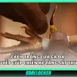 Cách trồng cựa gà đá - Bí quyết giúp chiến kê tăng sát thương