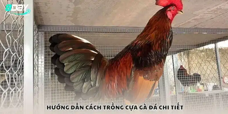 Hướng dẫn cách trồng cựa gà đá chi tiết