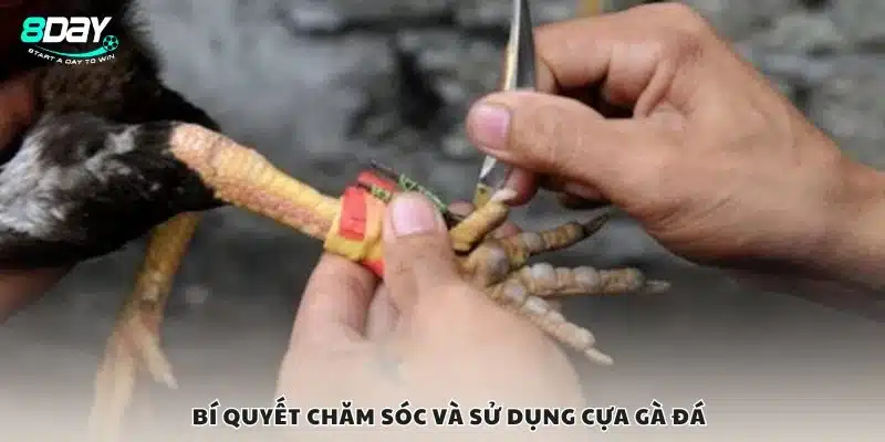 Bí quyết chăm sóc và sử dụng cựa gà đá