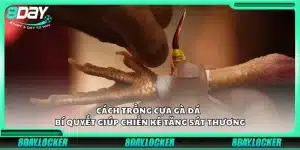 Cách trồng cựa gà đá - Bí quyết giúp chiến kê tăng sát thương