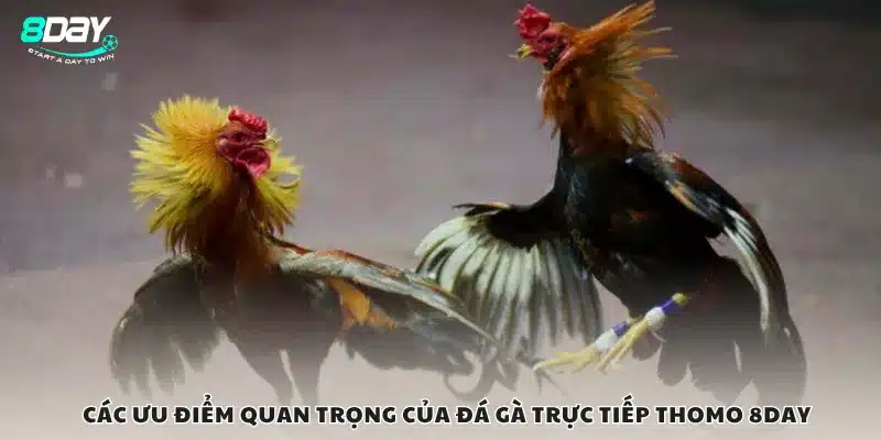 Các ưu điểm quan trọng của đá gà trực tiếp Thomo 8Day