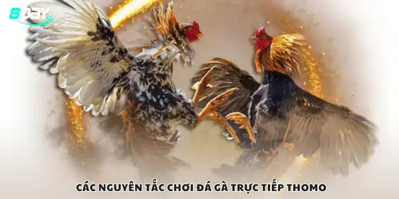 Các nguyên tắc chơi đá gà trực tiếp Thomo
