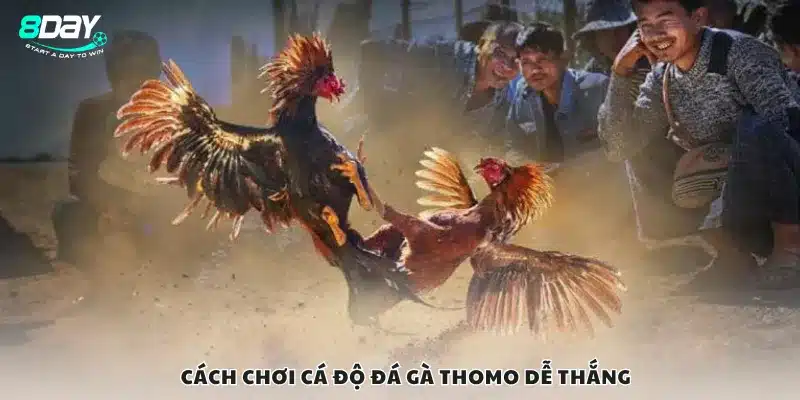 Cách chơi cá độ đá gà Thomo dễ thắng