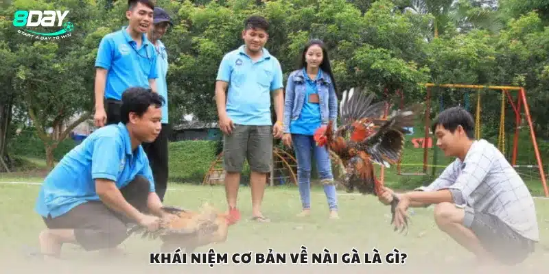 Khái niệm cơ bản về nài gà là gì?