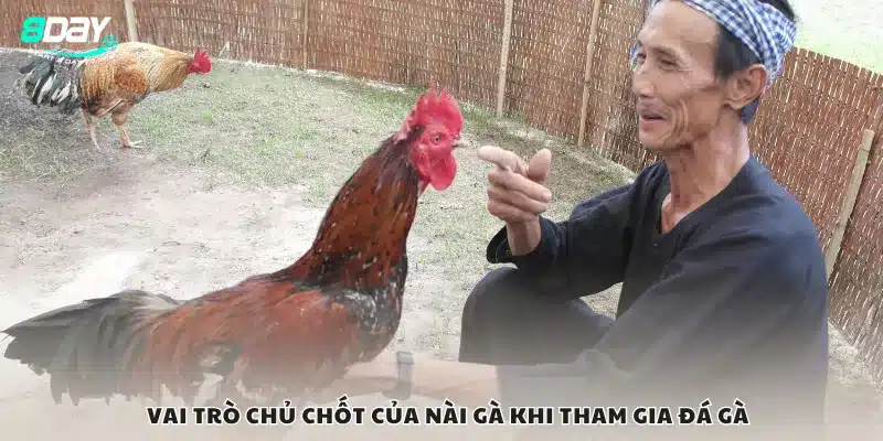 Vai trò chủ chốt của nài gà khi tham gia đá gà