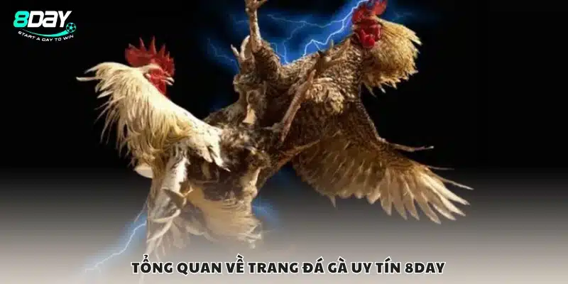 Vài nét về trang đá gà uy tín 8Day