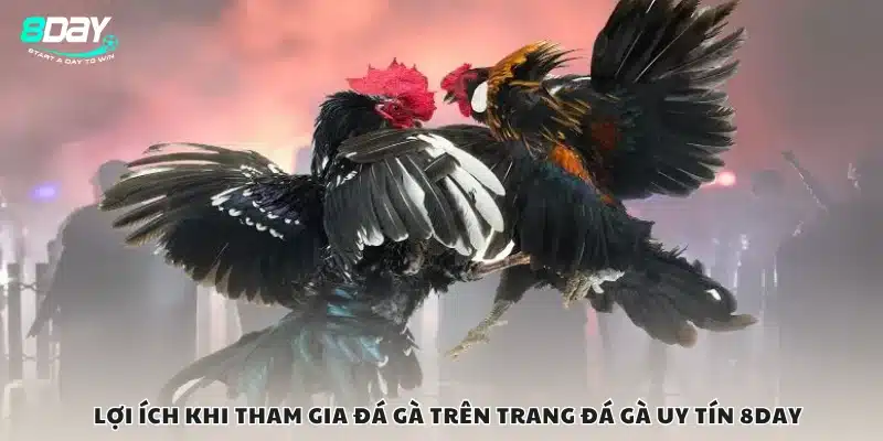 Lợi ích khi tham gia đá gà trên trang đá gà uy tín 8Day